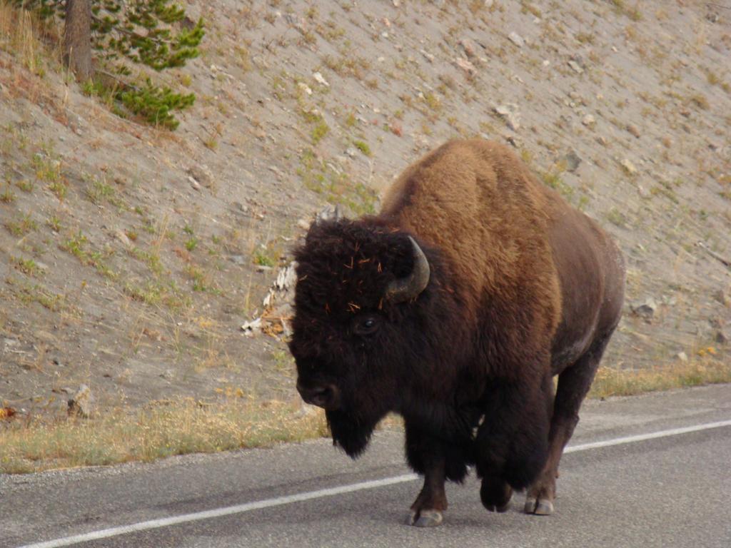 غرب يلوستون Yellowstone Wildlife Cabins المظهر الخارجي الصورة